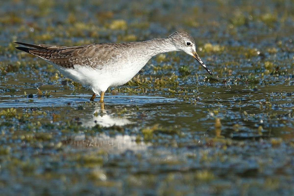 Коловодник жовтоногий - ML644510534