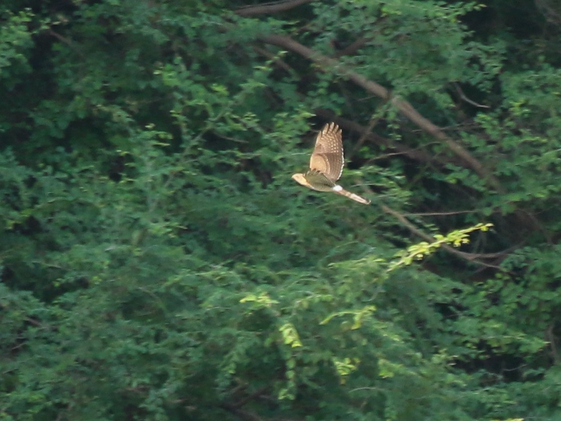 Габар - ML644510537