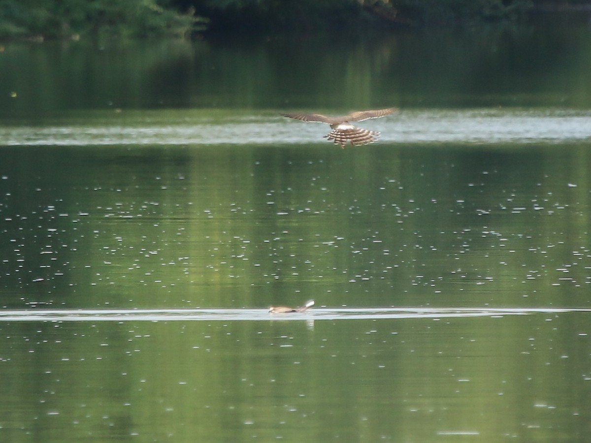 Gabar Goshawk - ML644510538