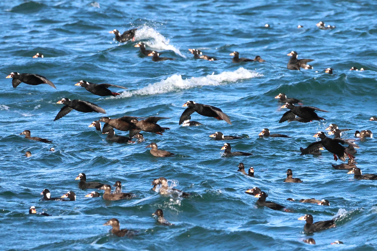 Турпан білолобий - ML644510543