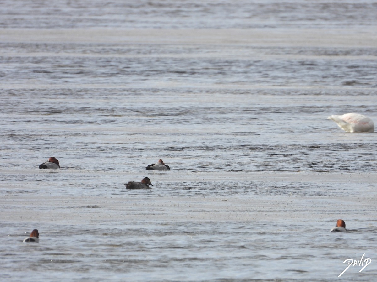 Попелюх звичайний - ML644510544