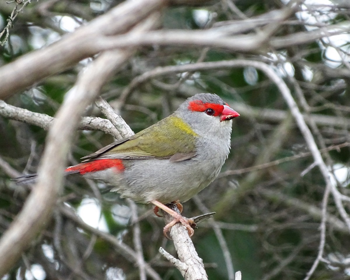 Амадина-рубінчик червоноброва - ML644510545