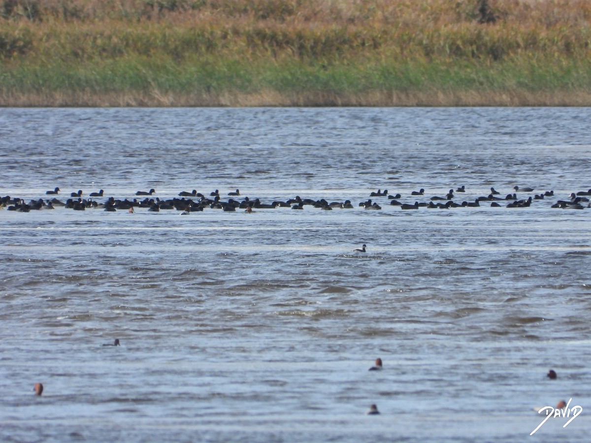 Лиска звичайна - ML644510546