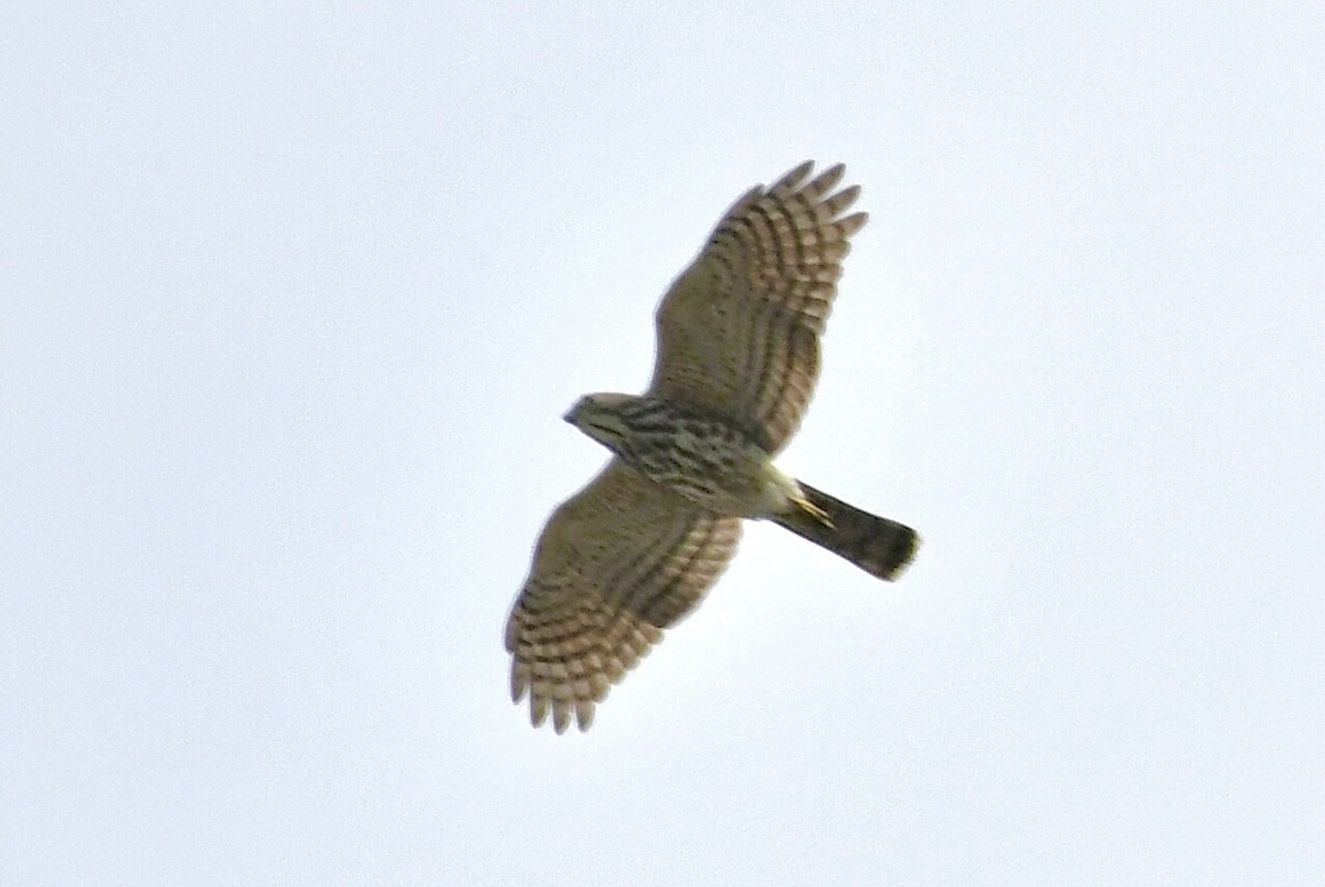 Яструб туркестанський - ML644510548