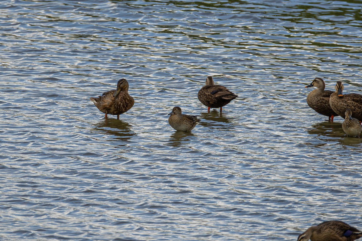 Чирянка велика - ML644510549