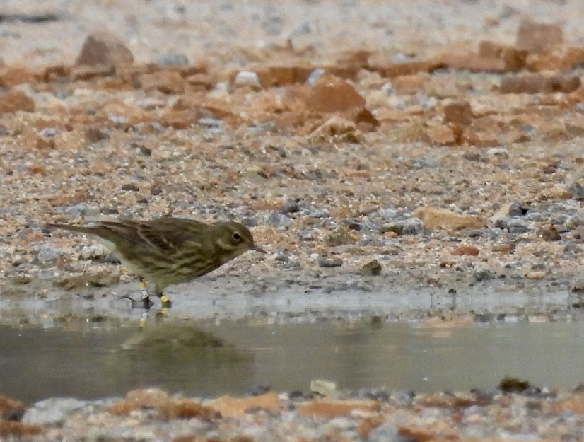 Bisbita Costero - ML644510550