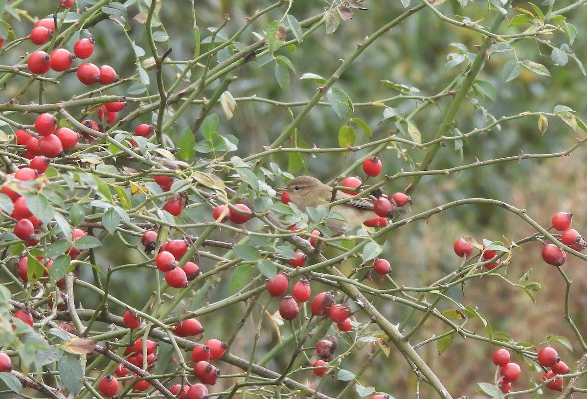 Вівчарик-ковалик - ML644510552