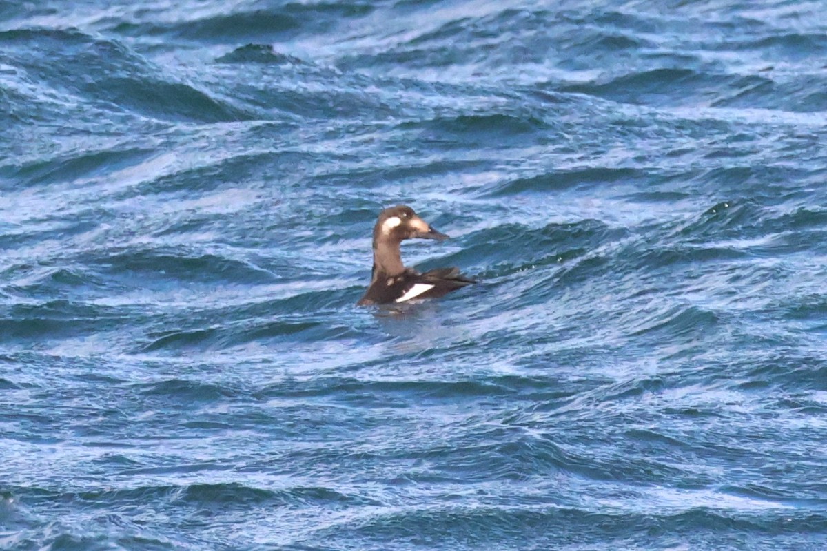 Турпан горбатодзьобий - ML644510553