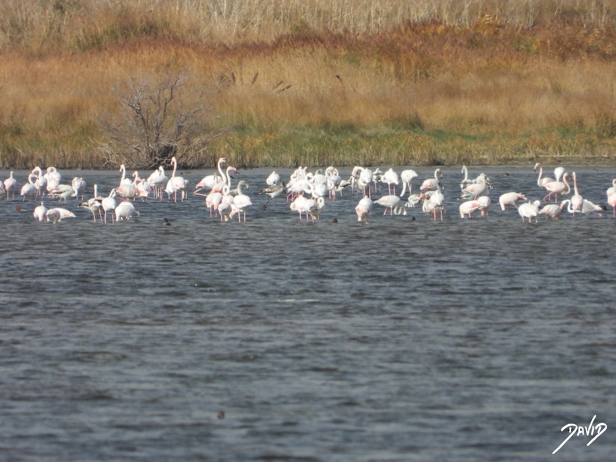Фламінго рожевокрилий - ML644510555