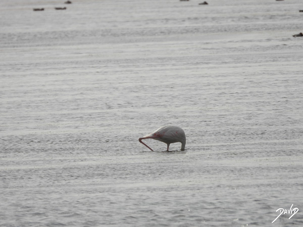 Фламінго рожевокрилий - ML644510556