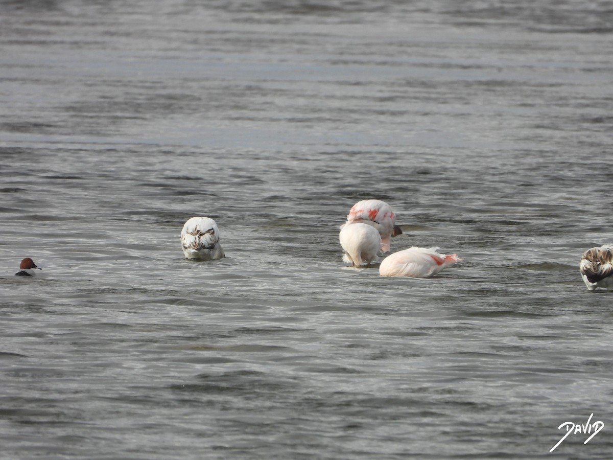 Фламінго рожевокрилий - ML644510559