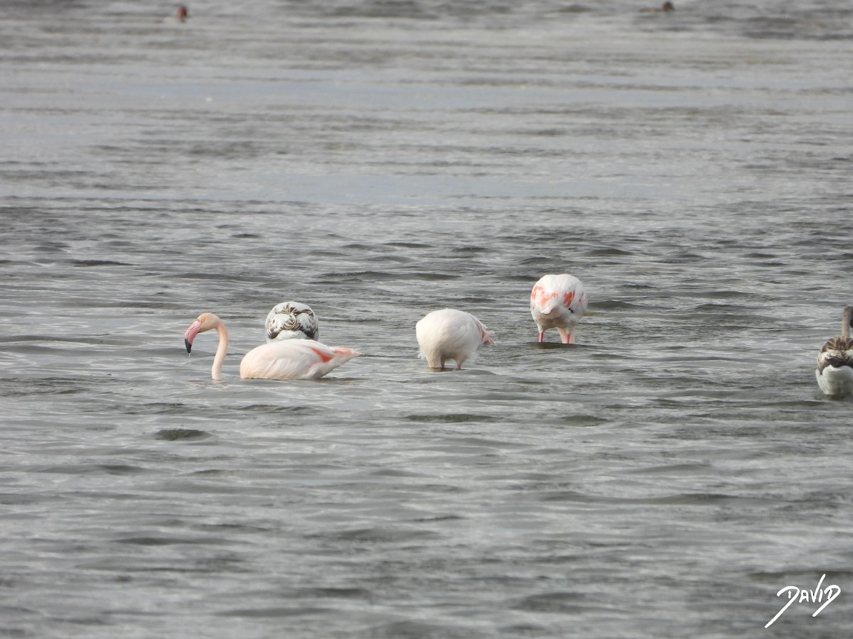 Фламінго рожевокрилий - ML644510560