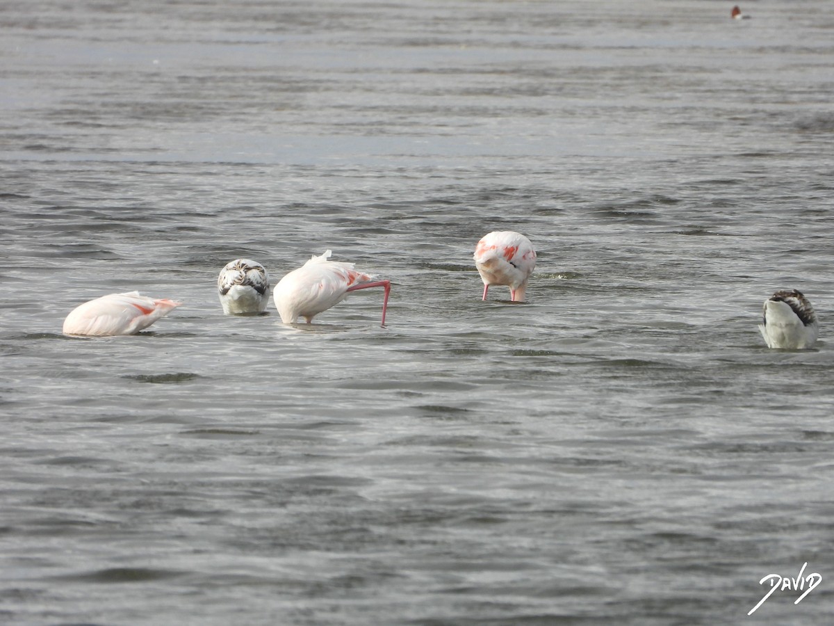 Фламінго рожевокрилий - ML644510561