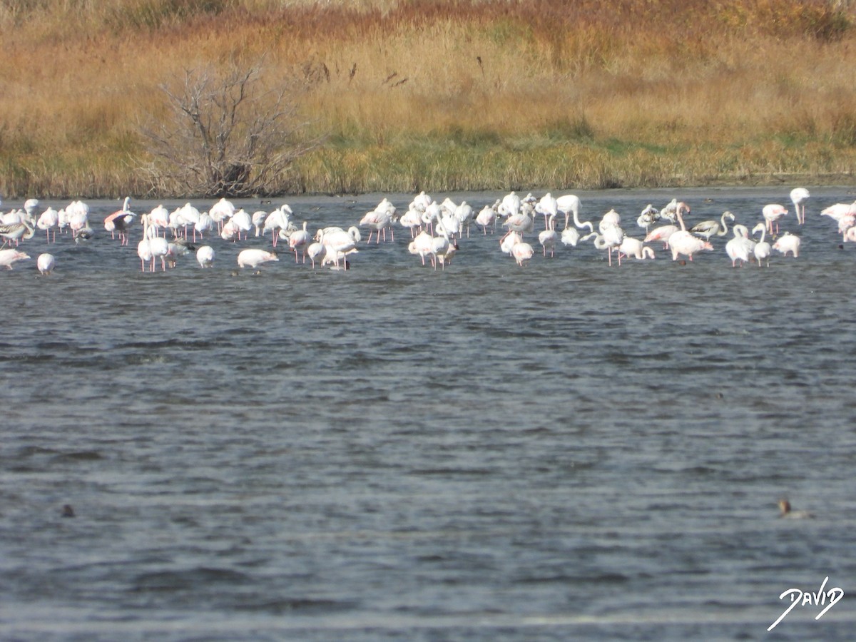 Фламінго рожевокрилий - ML644510562