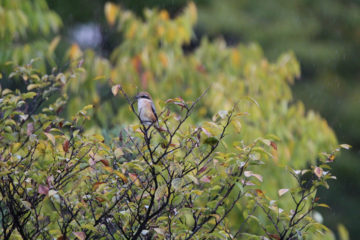 Сорокопуд японський - ML644510563