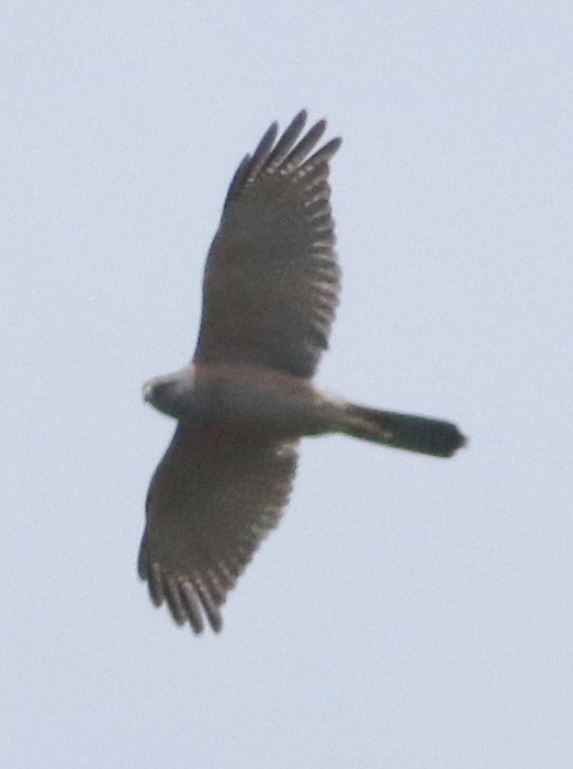 Яструб бурий - ML644510564