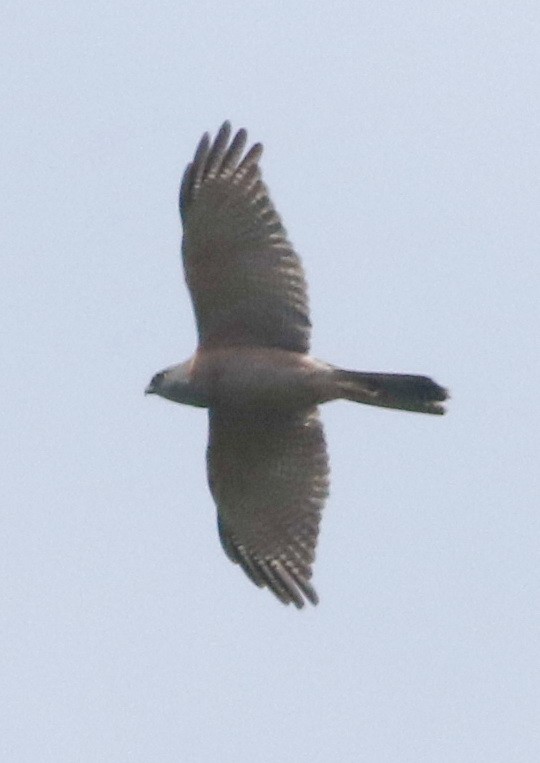 Яструб бурий - ML644510565