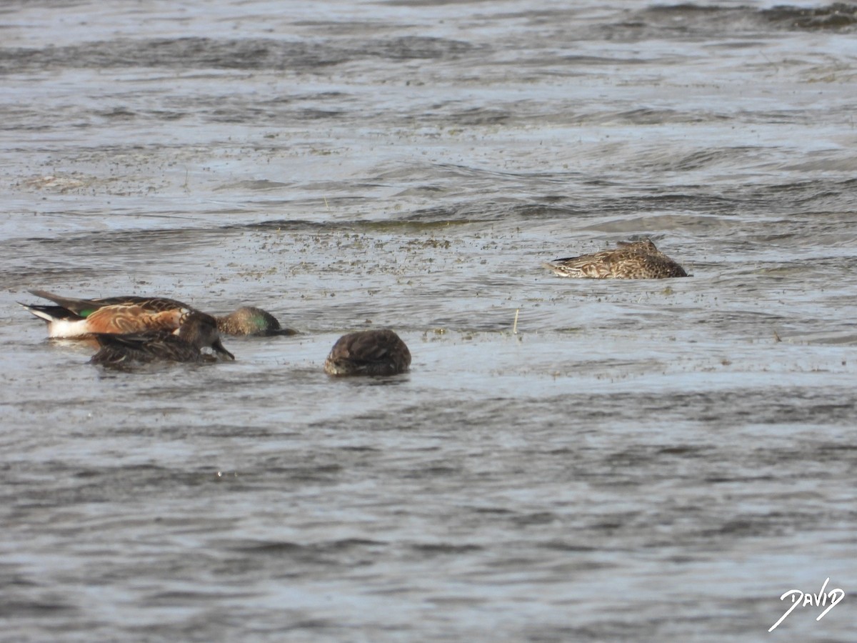 Широконіска північна - ML644510566