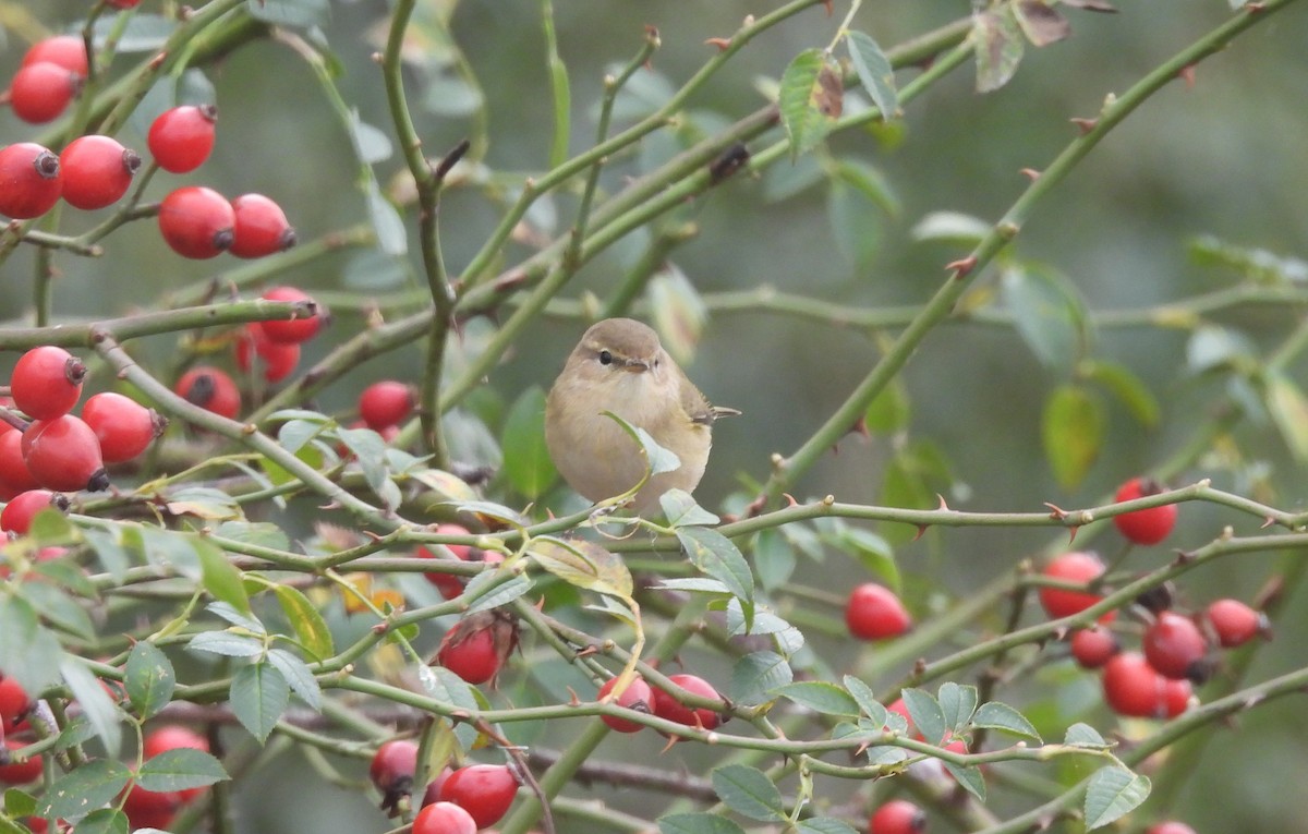 Вівчарик-ковалик - ML644510567