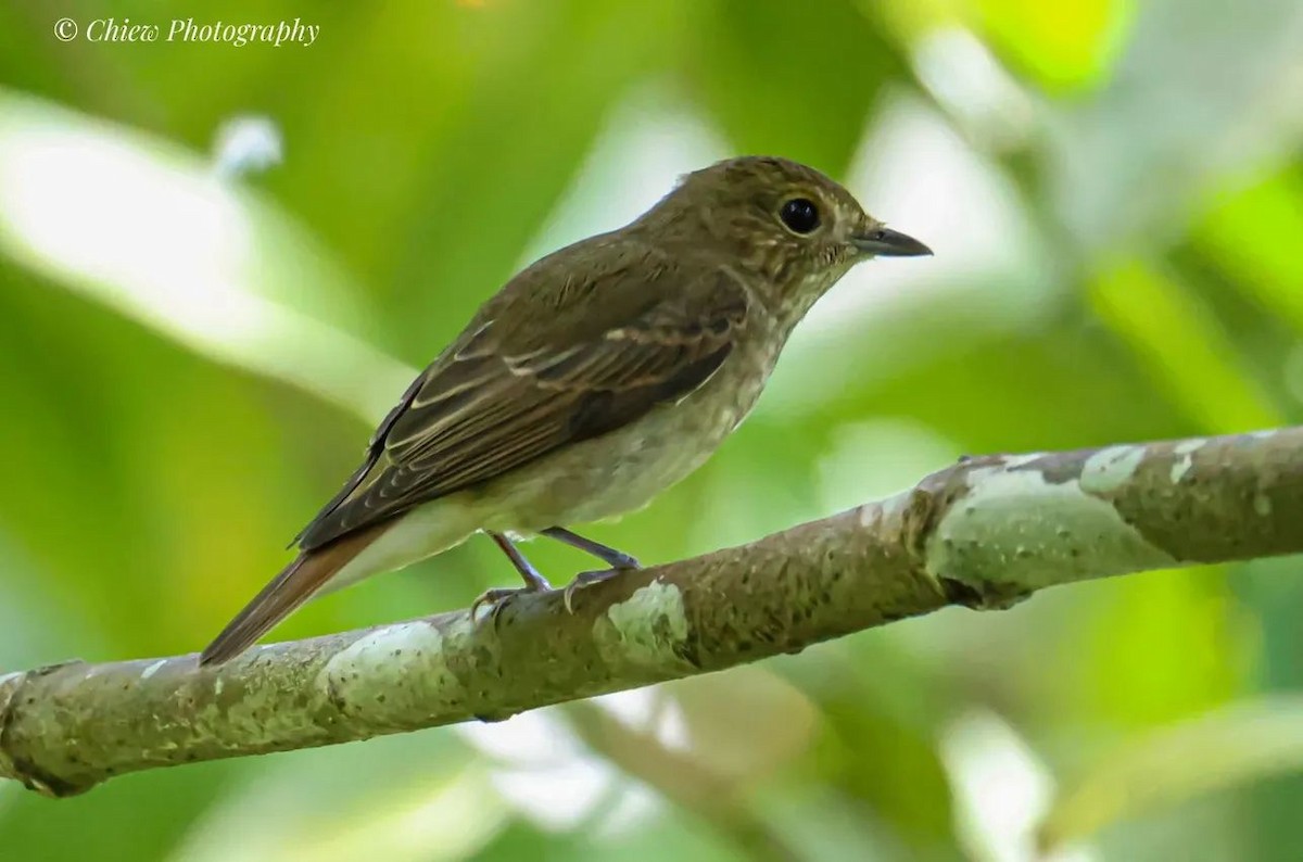 Мухоловка жовтоспинна - ML644510568