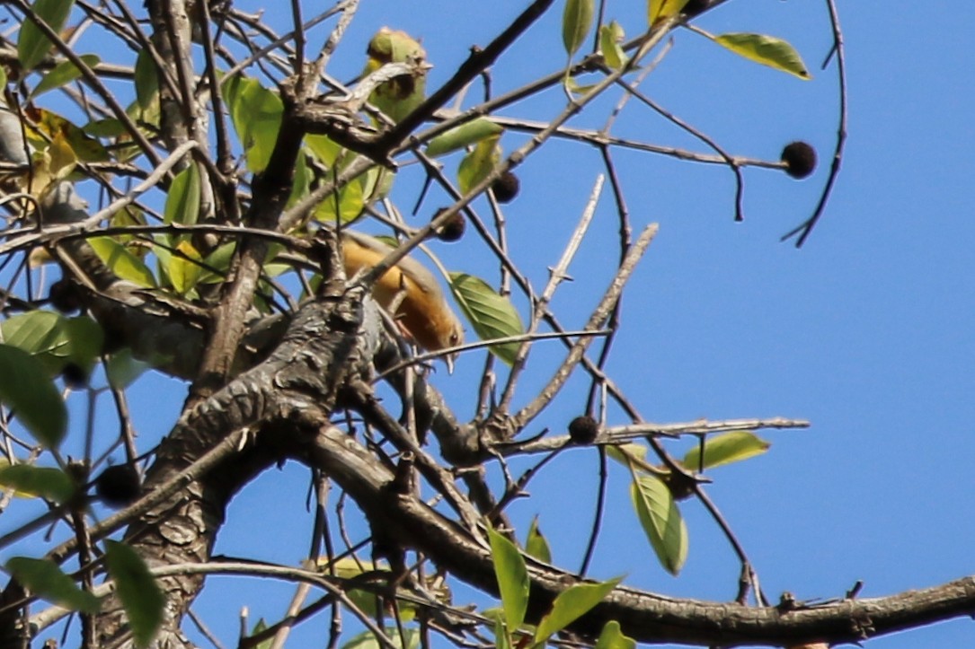 Кромбек північний - ML644510570