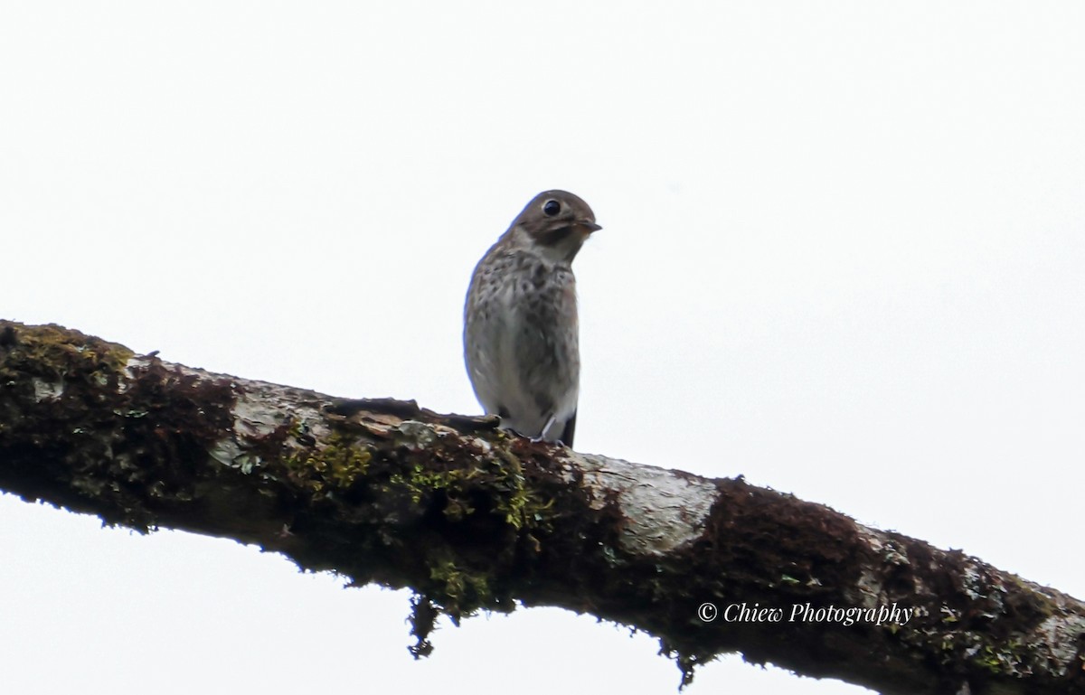 Мухоловка сибірська - ML644510573