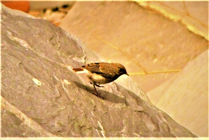 Kurşuni Kızılkuyruk - ML644510575