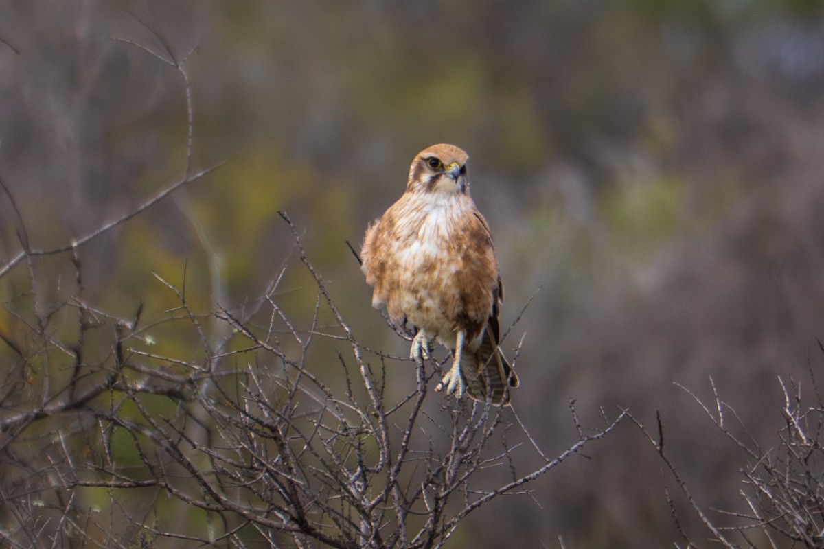 Brown Falcon - ML644510576