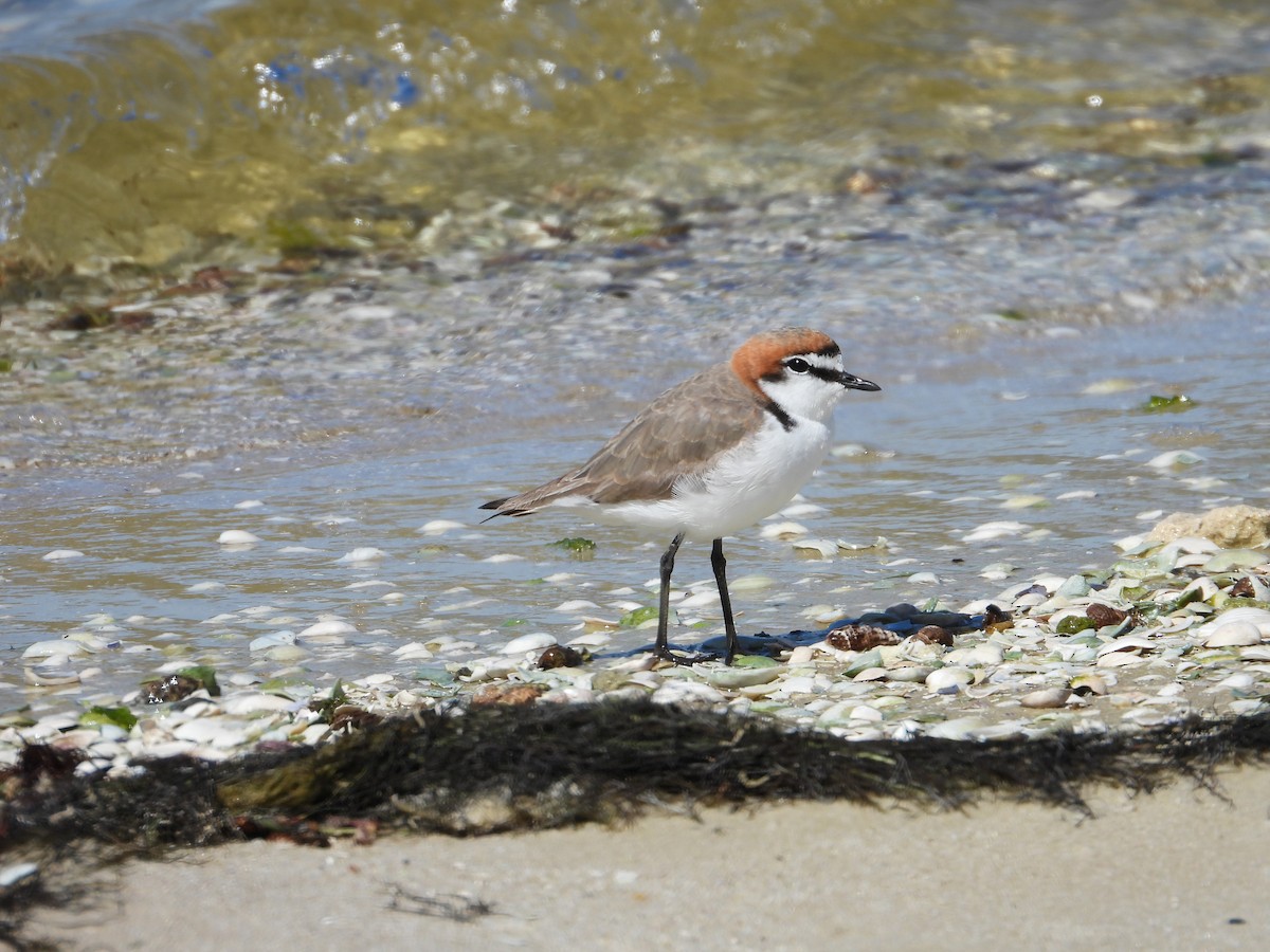 kulík rezavotemenný - ML644510601