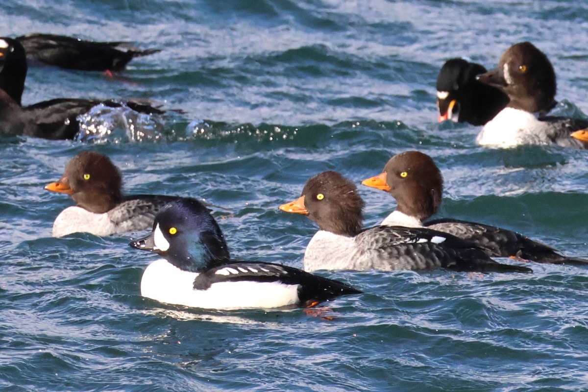 Barrow's Goldeneye - ML644510604