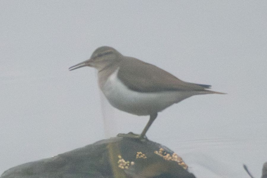 Dere Düdükçünü - ML644510605