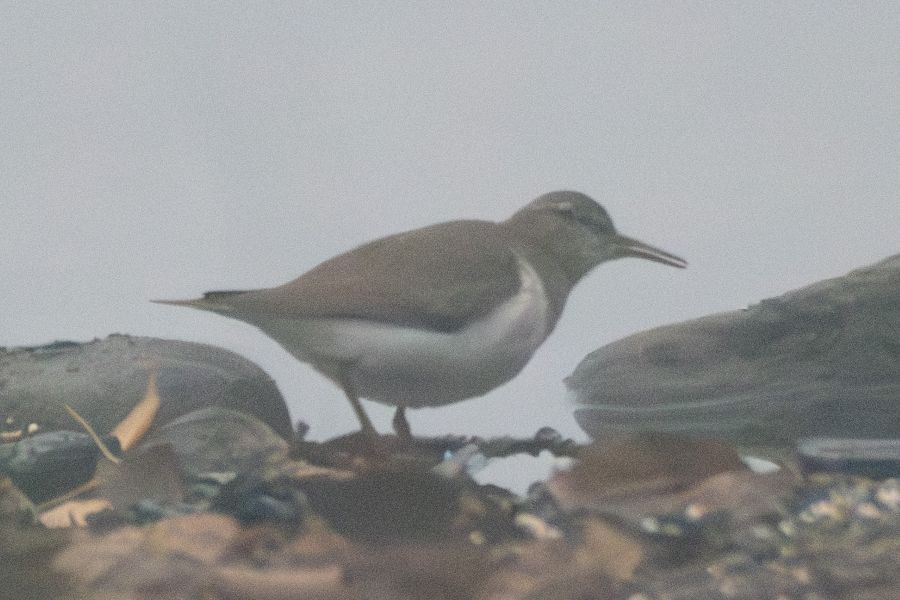 Dere Düdükçünü - ML644510606