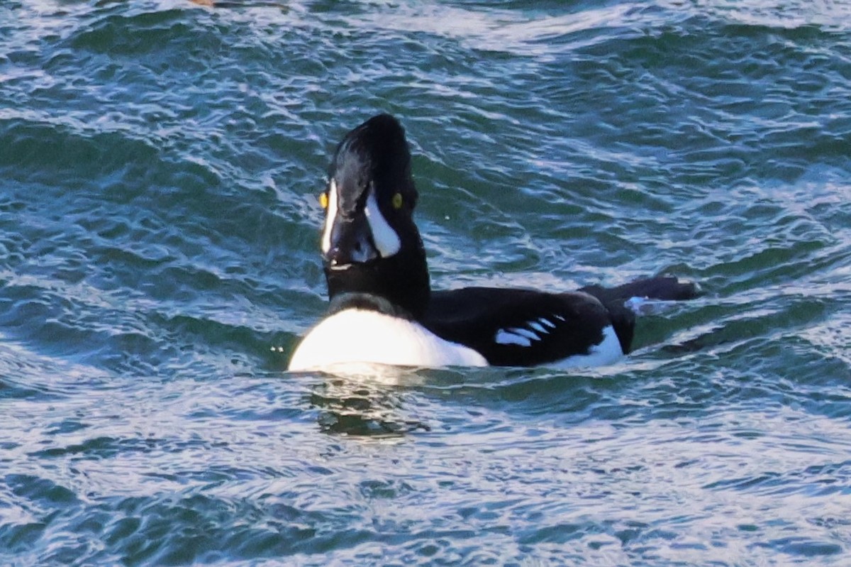 Barrow's Goldeneye - ML644510607