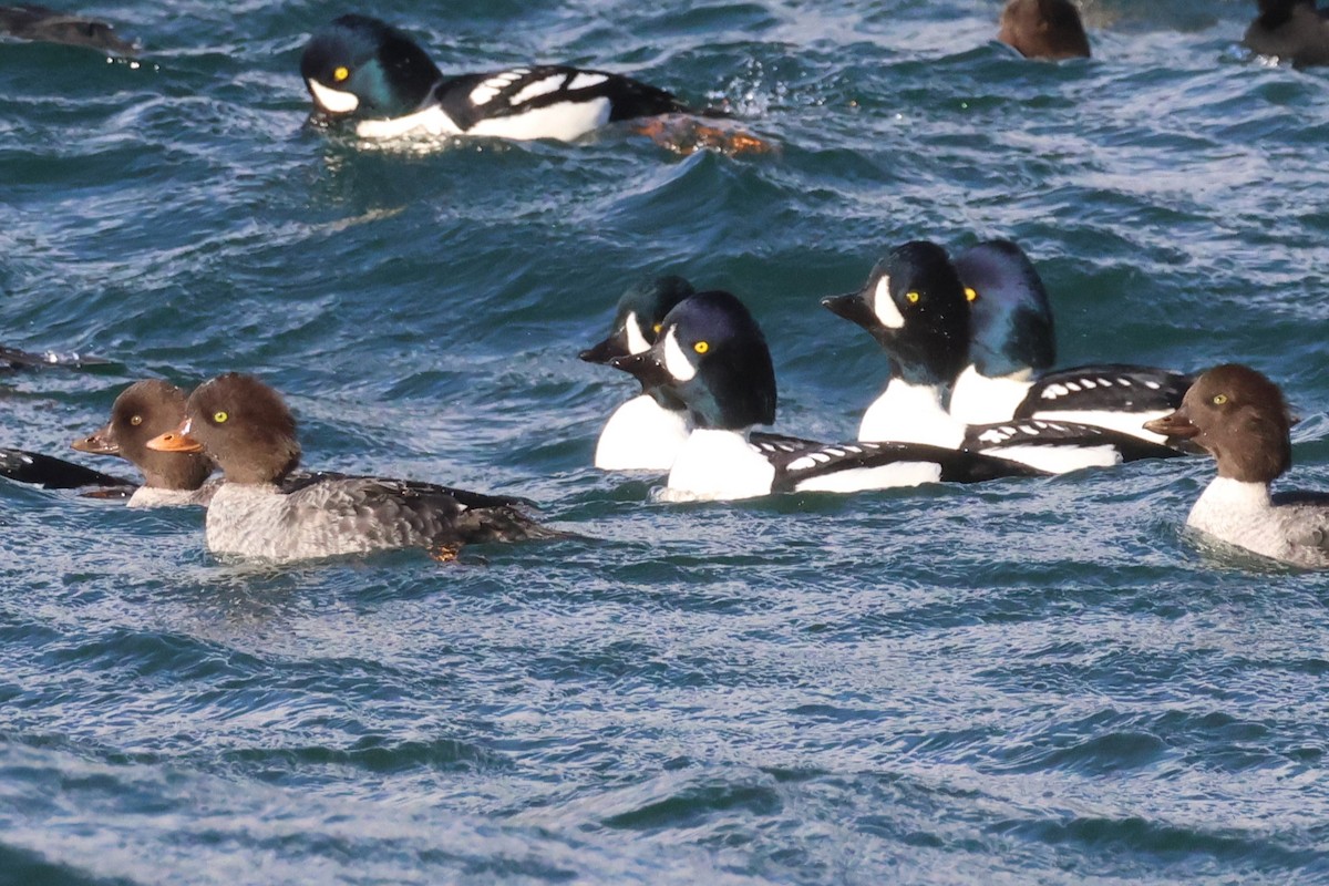 Barrow's Goldeneye - ML644510610