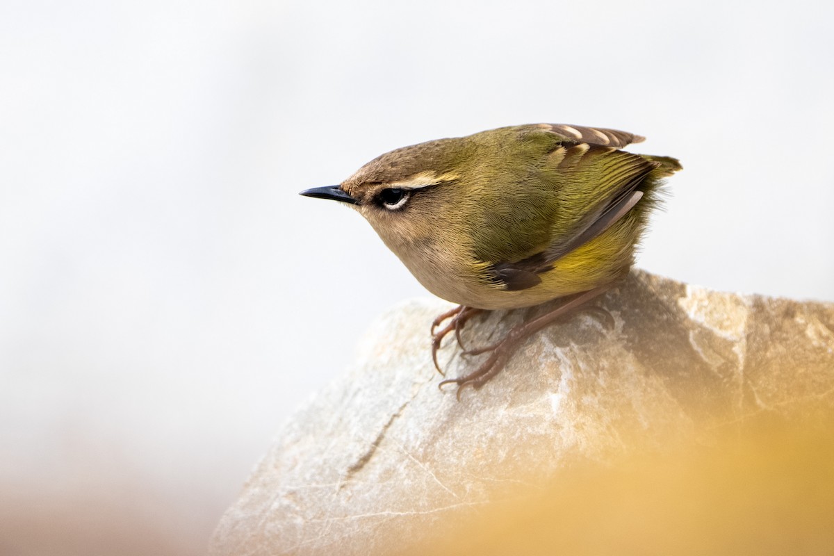 South Island Wren - ML644510612