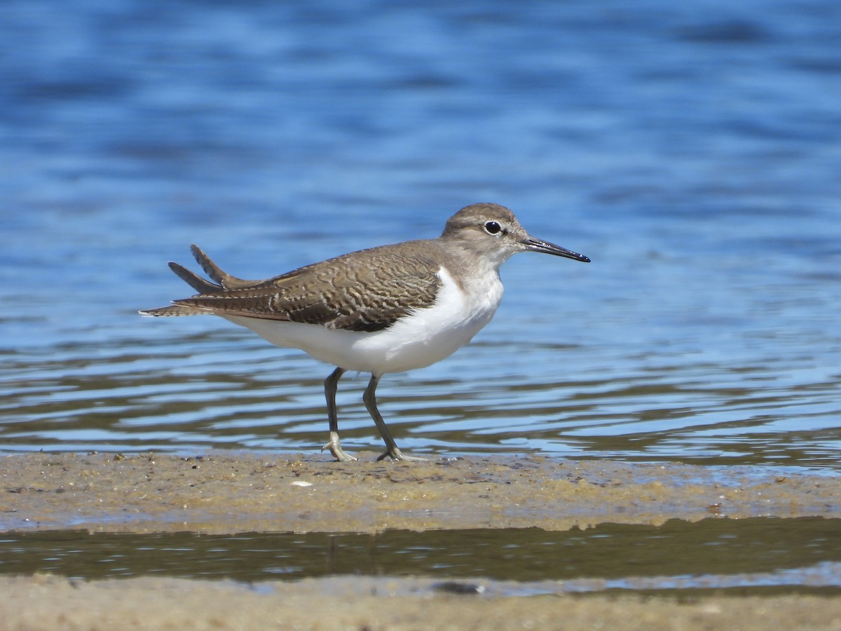 イソシギ - ML644510613