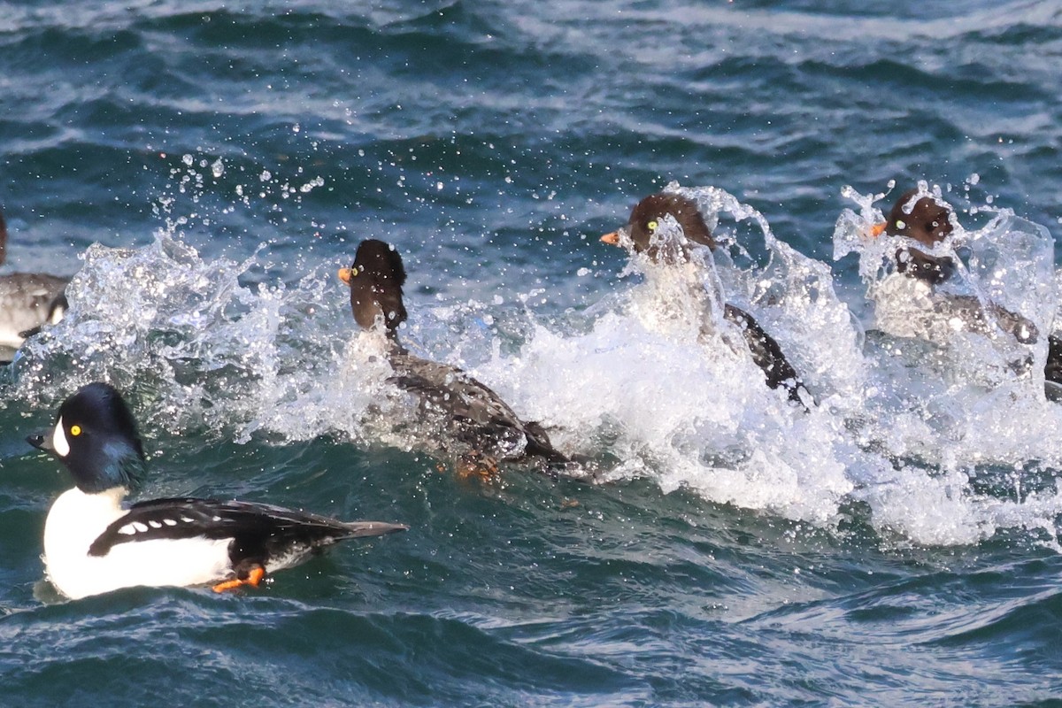 Barrow's Goldeneye - ML644510615
