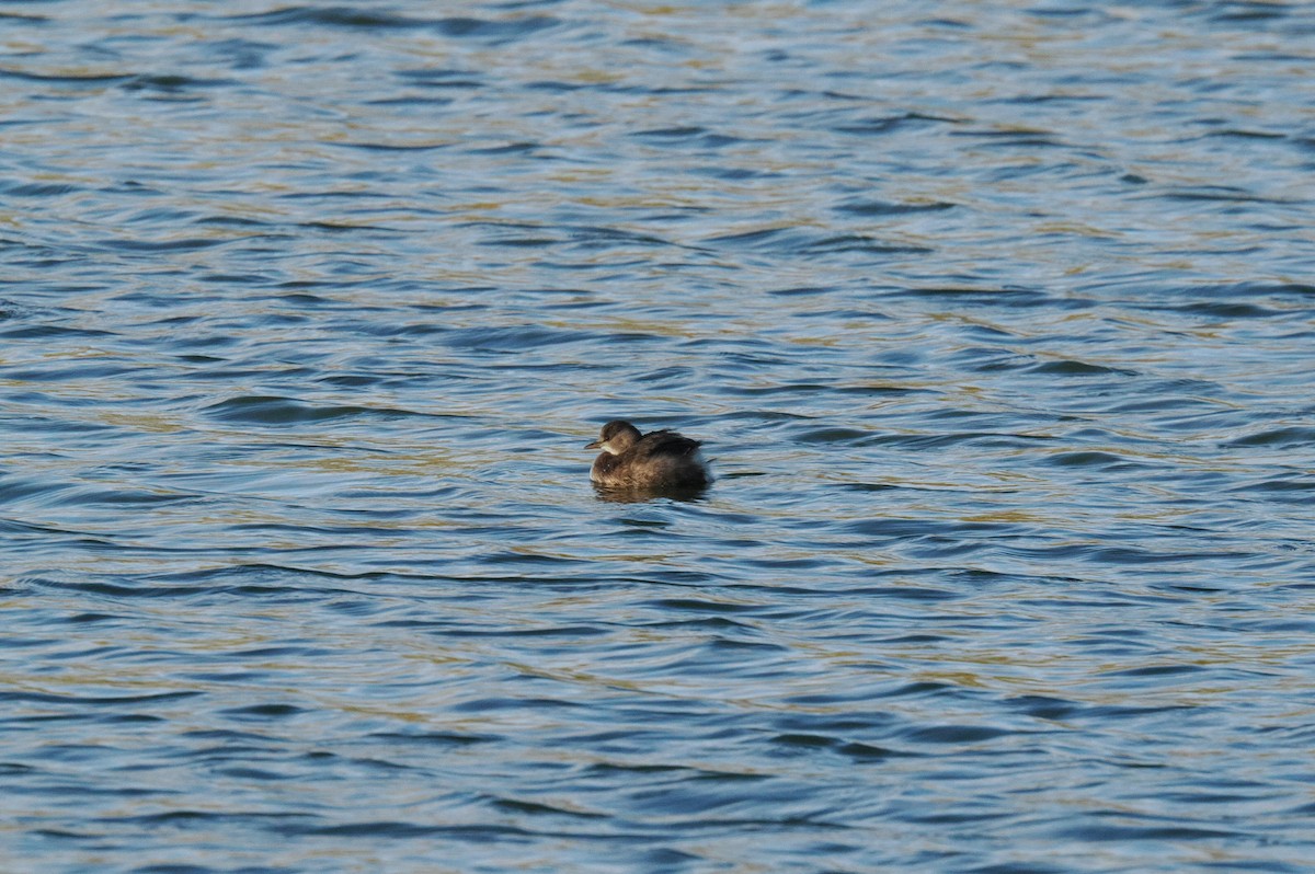 Хурган шунгуур - ML644510618