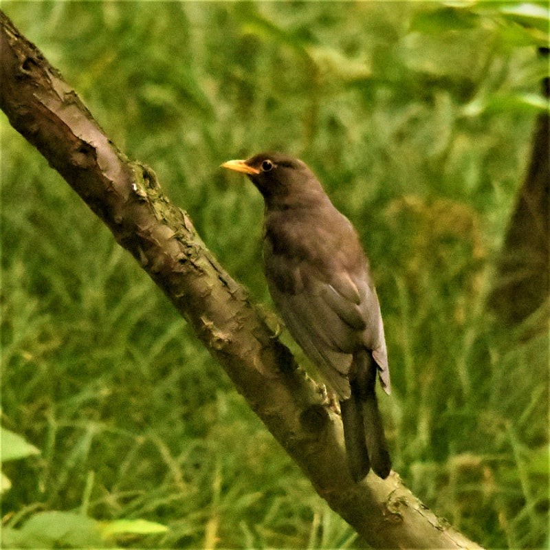 Merle de Chine - ML644510620