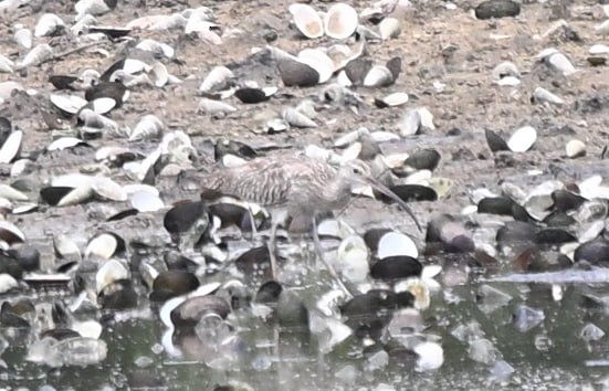 Eurasian Curlew - ML644510621
