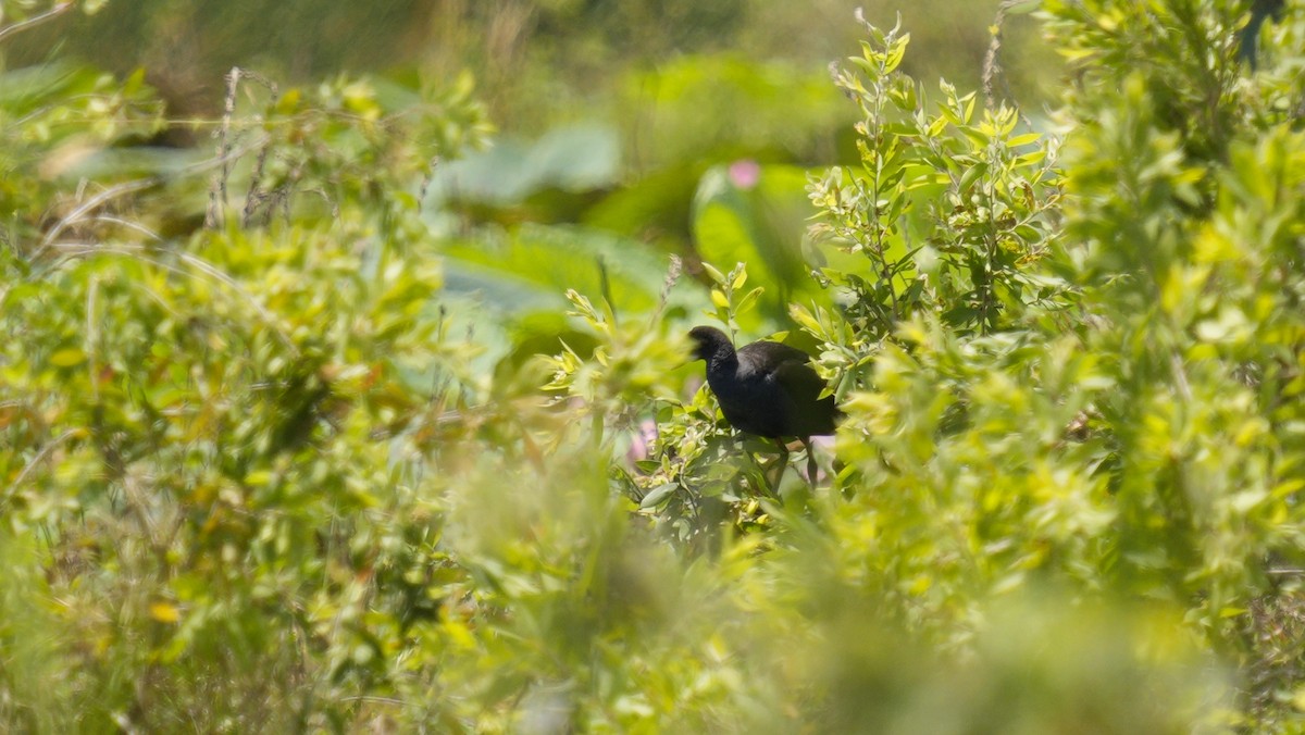 Султанка австралійська - ML644510629