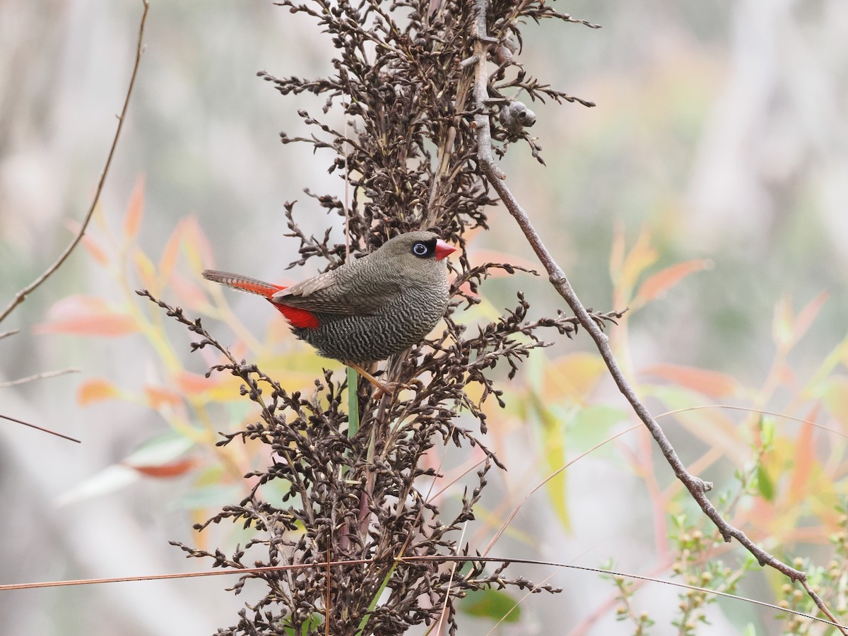 Beautiful Firetail - ML644510630