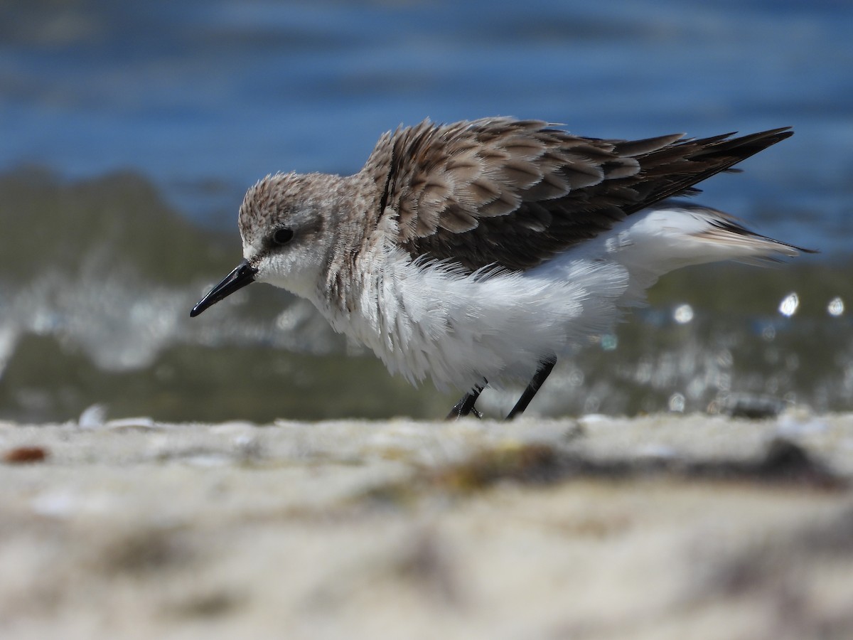 Red-necked Stint - ML644510637