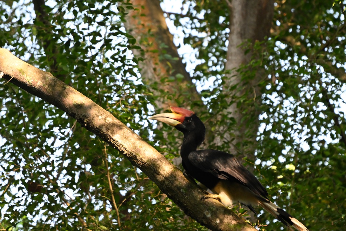 Rhinoceros Hornbill - ML644510638