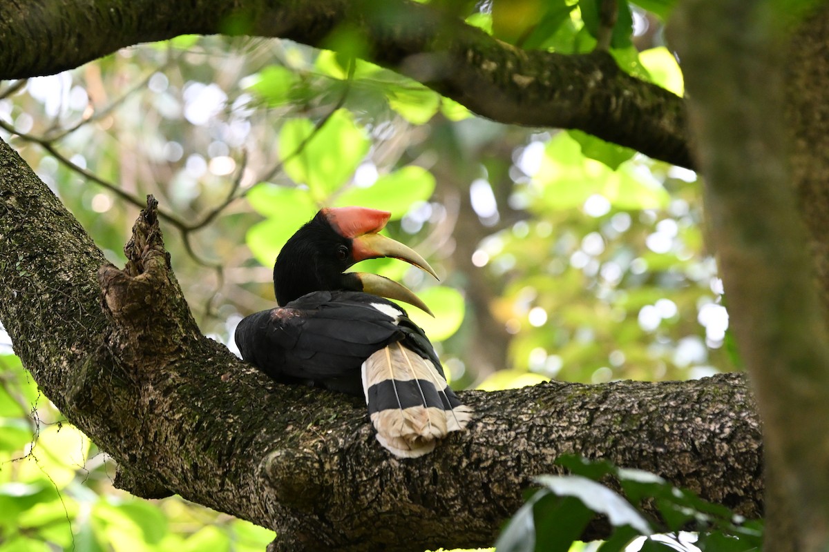Rhinoceros Hornbill - ML644510639