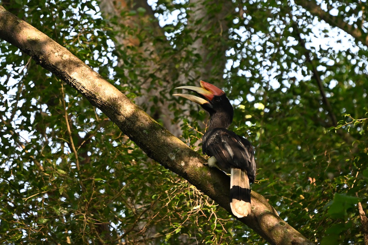 Rhinoceros Hornbill - ML644510640