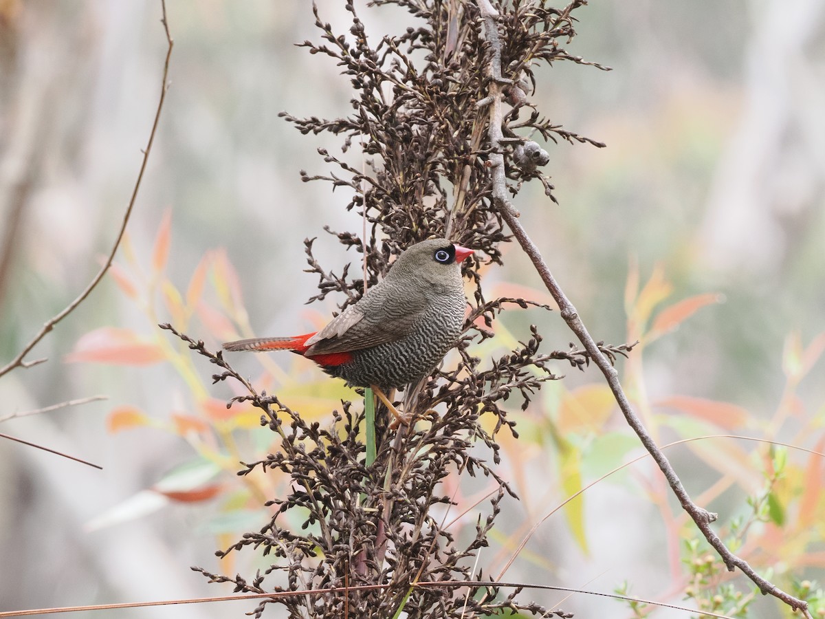 Beautiful Firetail - ML644510641