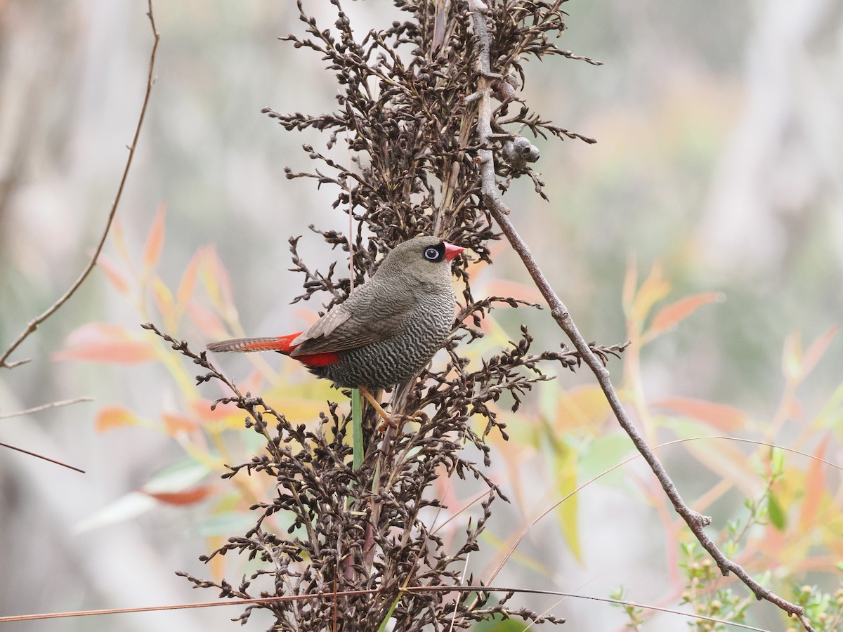 Beautiful Firetail - ML644510643