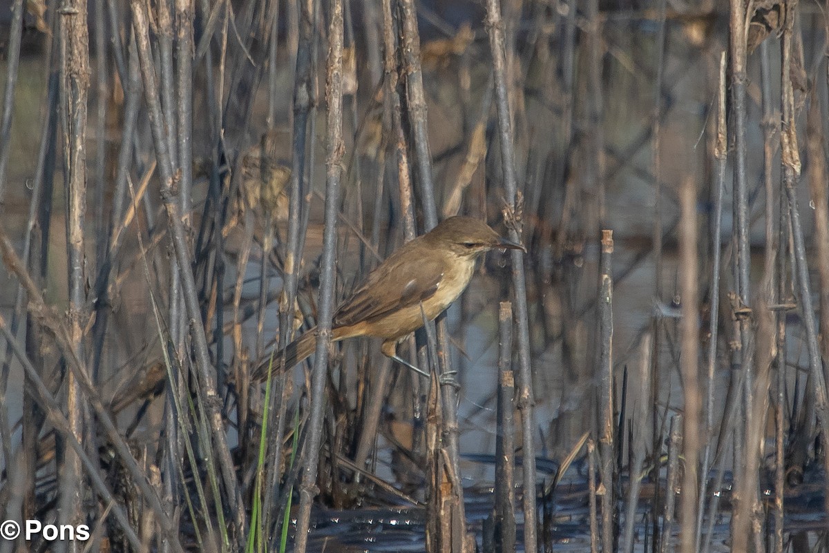 Clamorous Reed Warbler - ML644510652