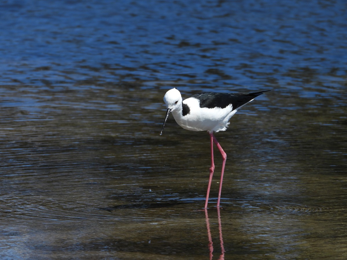 オーストラリアセイタカシギ - ML644510655